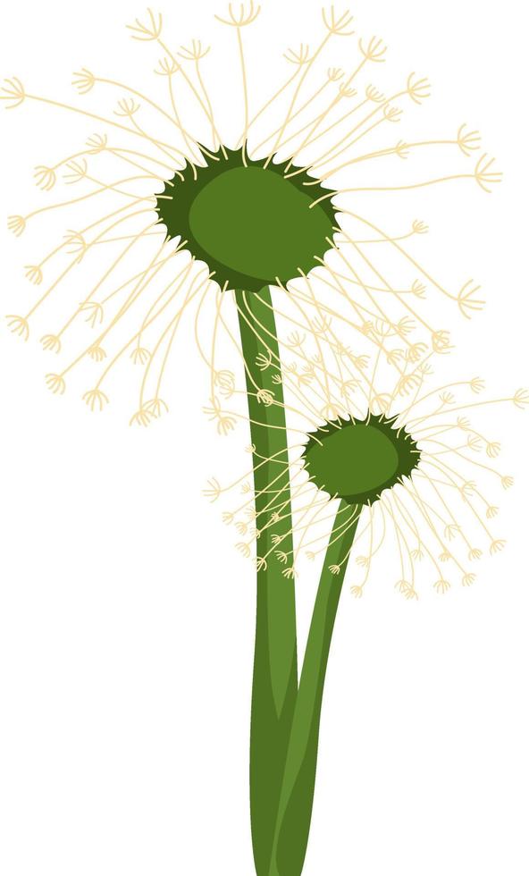 Two dandelions, illustration, vector on white background