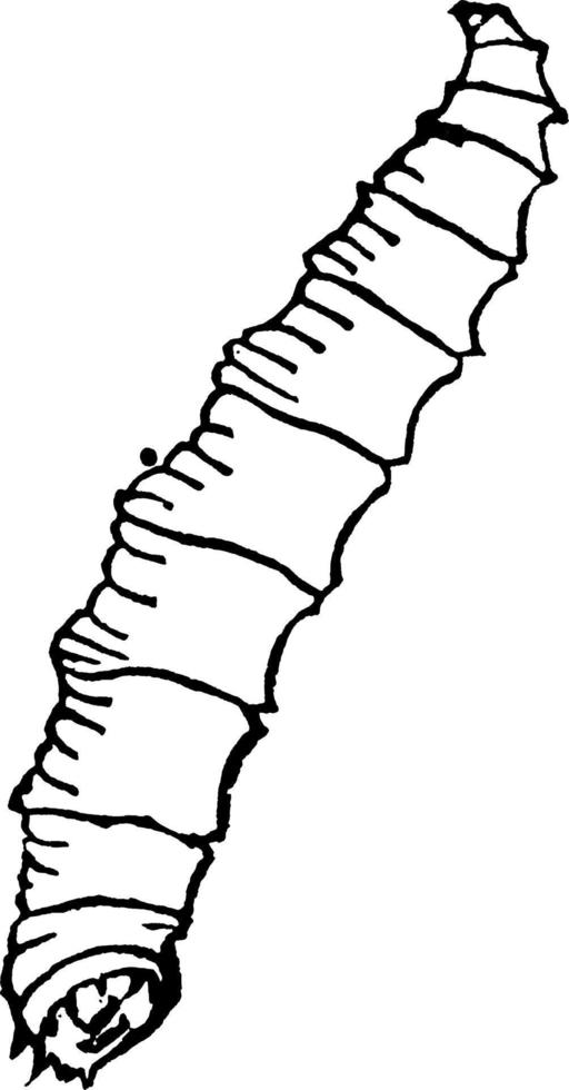 Cabbage Maggot, vintage illustration. vector