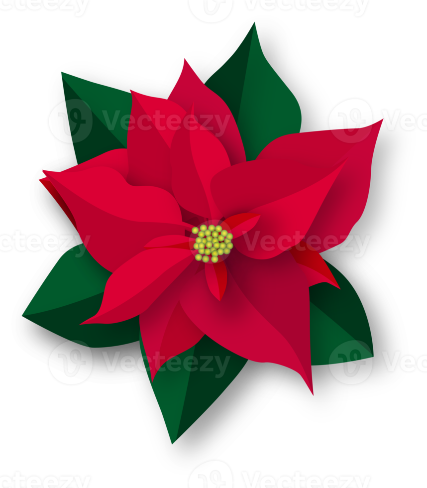 Red Illustrated Christmas Flower png