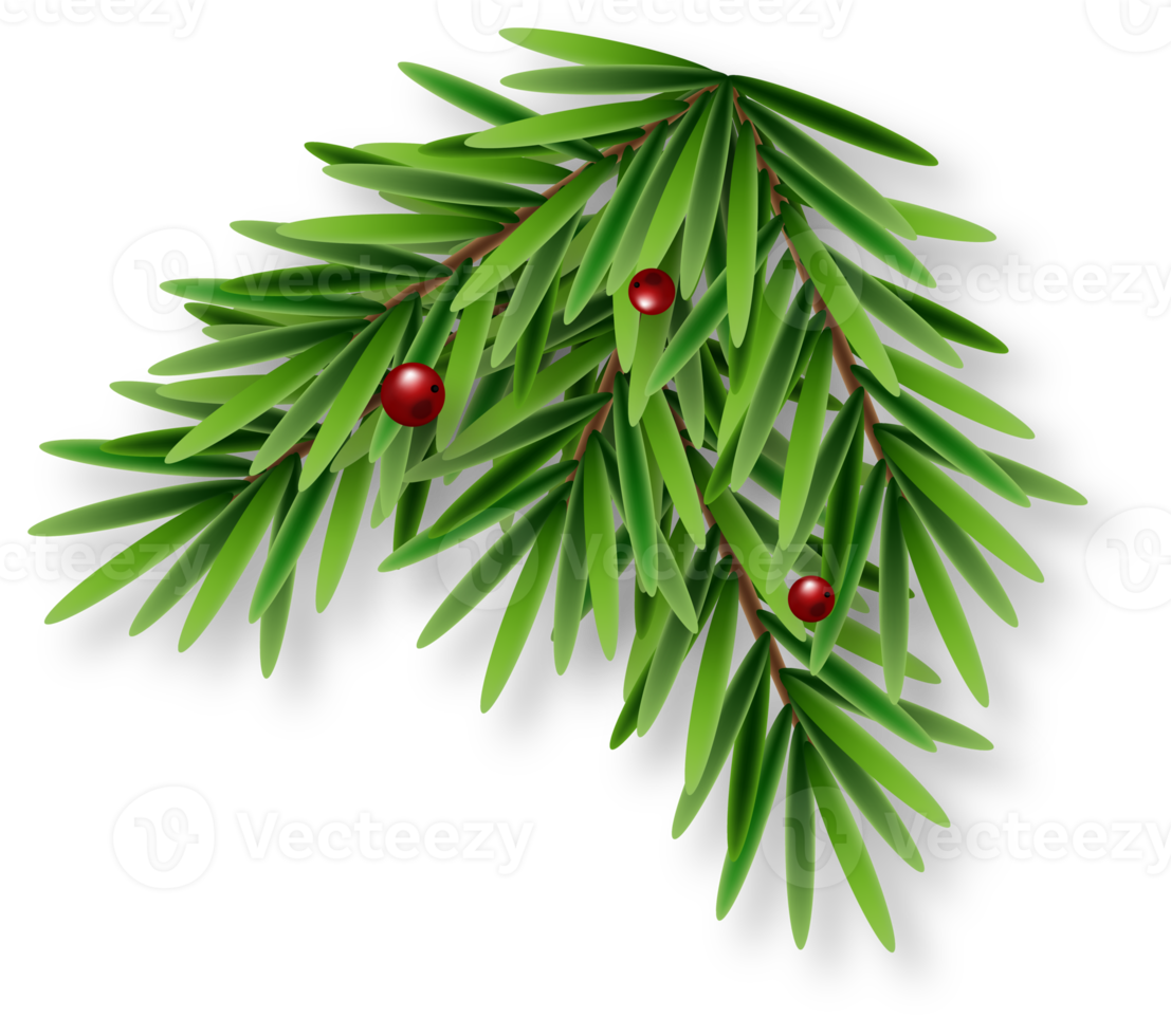 Green Christmas Fir Branch png