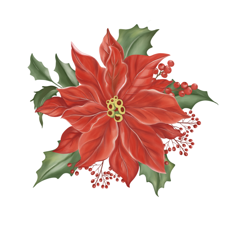 gran flor roja de navidad, bayas rojas, pequeñas bayas rojas silvestres y hojas verdes de invierno. imagen de acuarela dibujada a mano. png