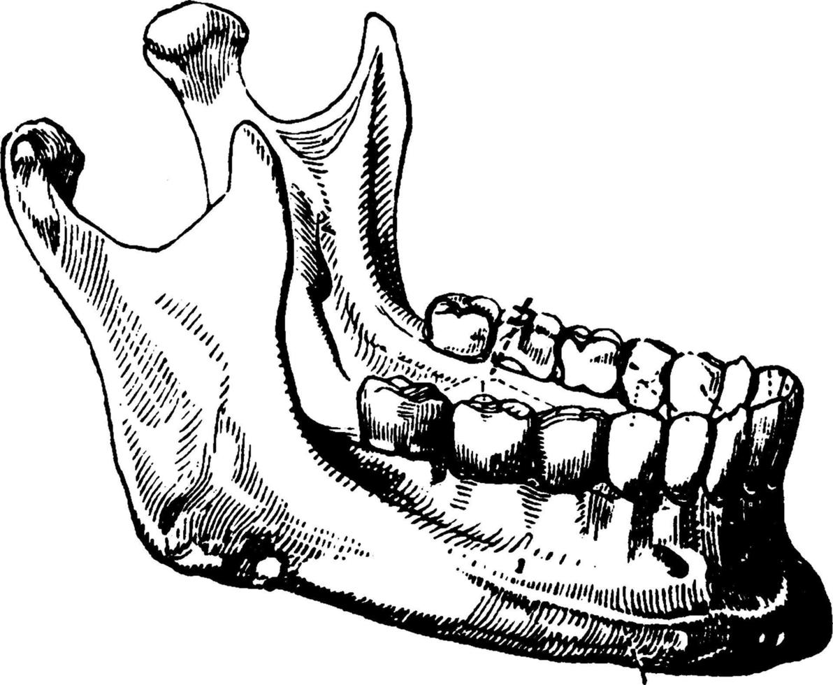 The Lower Jaw Bone with the Teeth Mandibular teeth, vintage illustration. vector