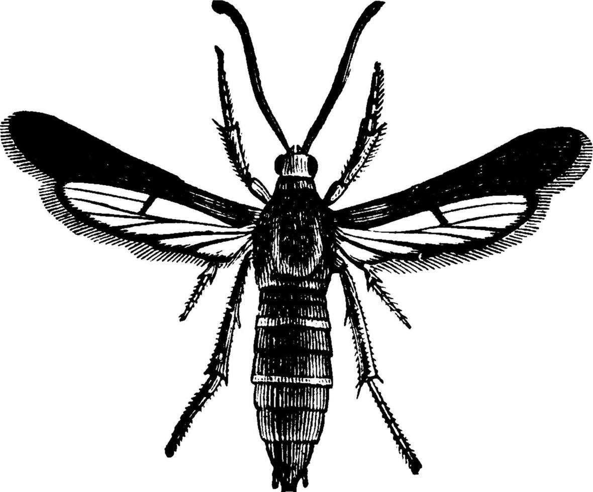 Grapevine Root Borer, Moth, vintage illustration. vector