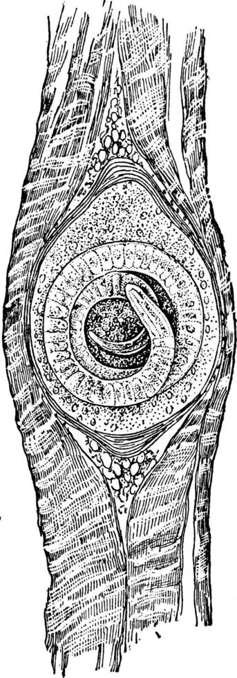 Roundworm, vintage illustration. vector