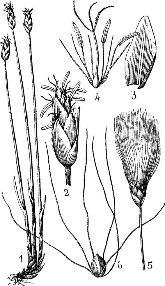 Cotton Grass vintage illustration. 13518798 Vector Art at Vecteezy