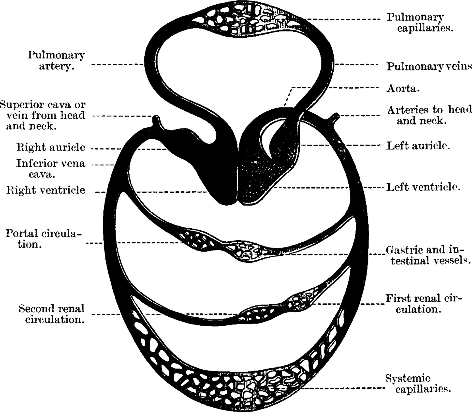 Blood Circulation, vintage illustration. 13518801 Vector Art at Vecteezy Biology Diagrams