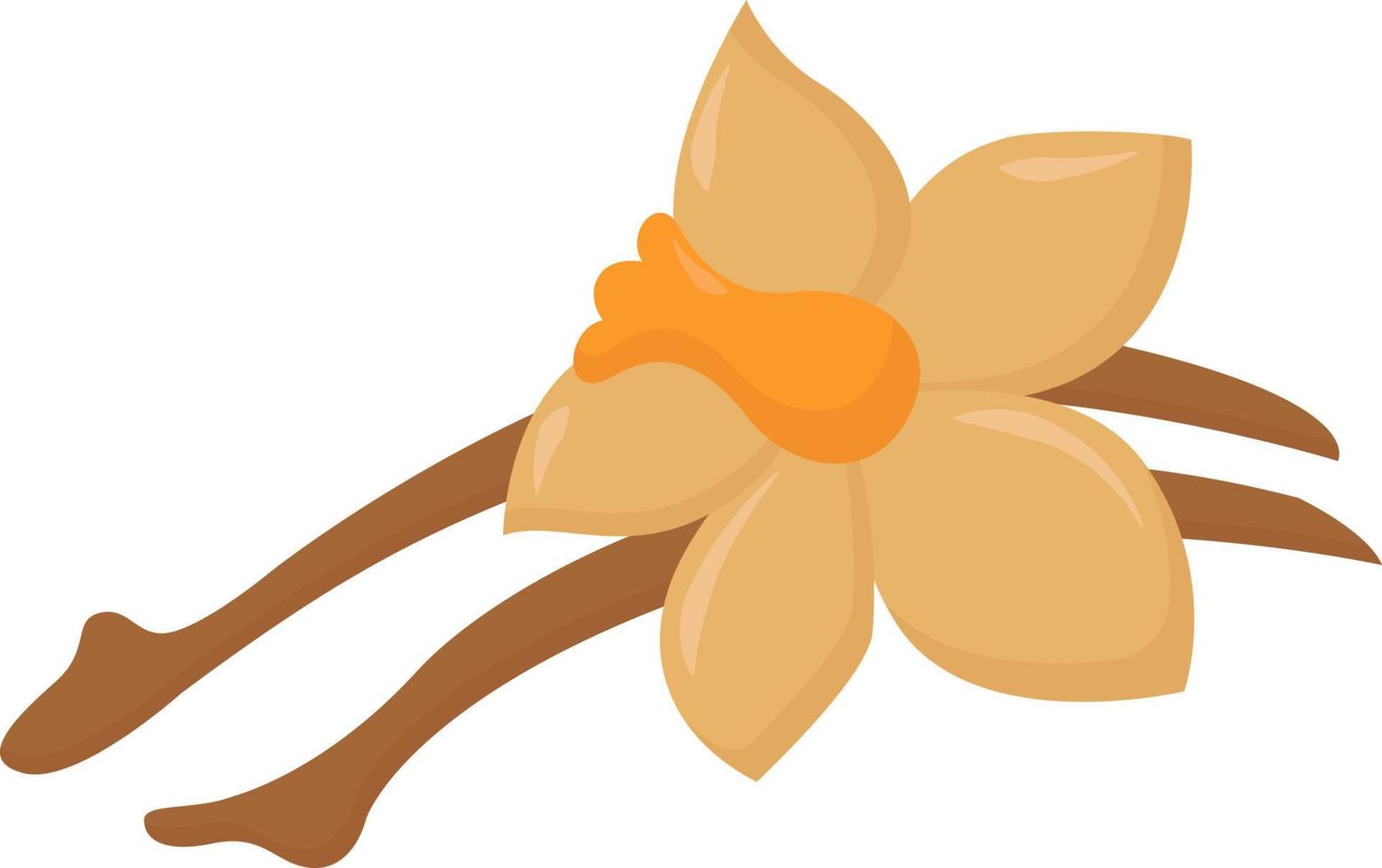 Vanilla flower, illustration, vector on white background