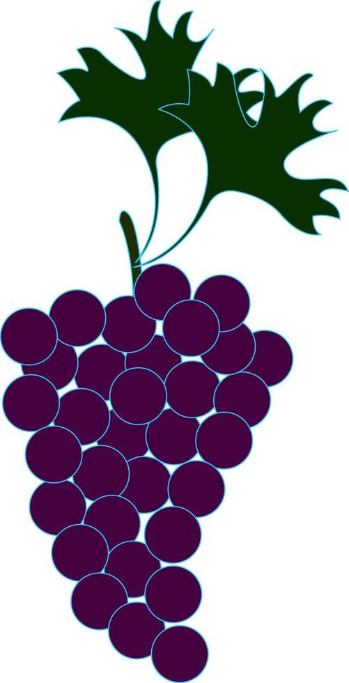 Delicious grapes, illustration, vector on white background.