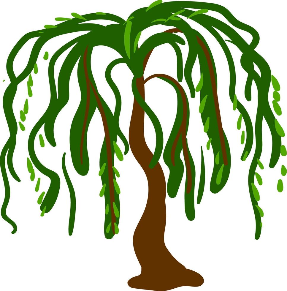 Willow tree, illustration, vector on white background.