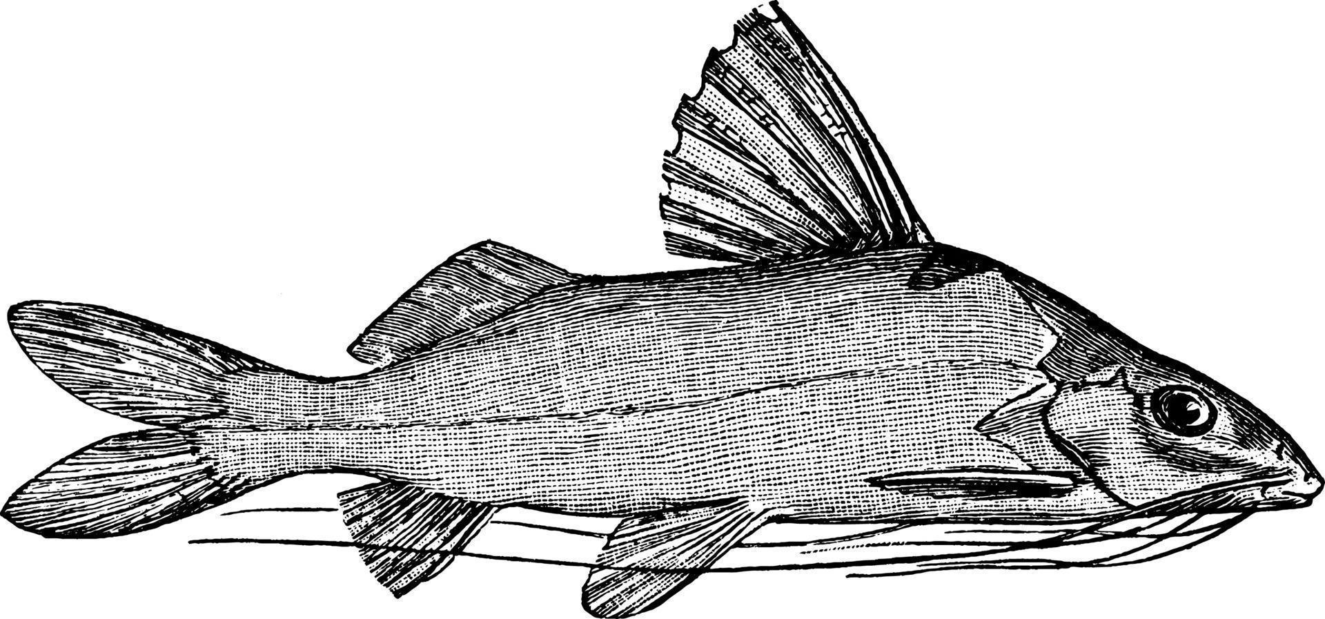 Pimelodus, vintage illustration. vector