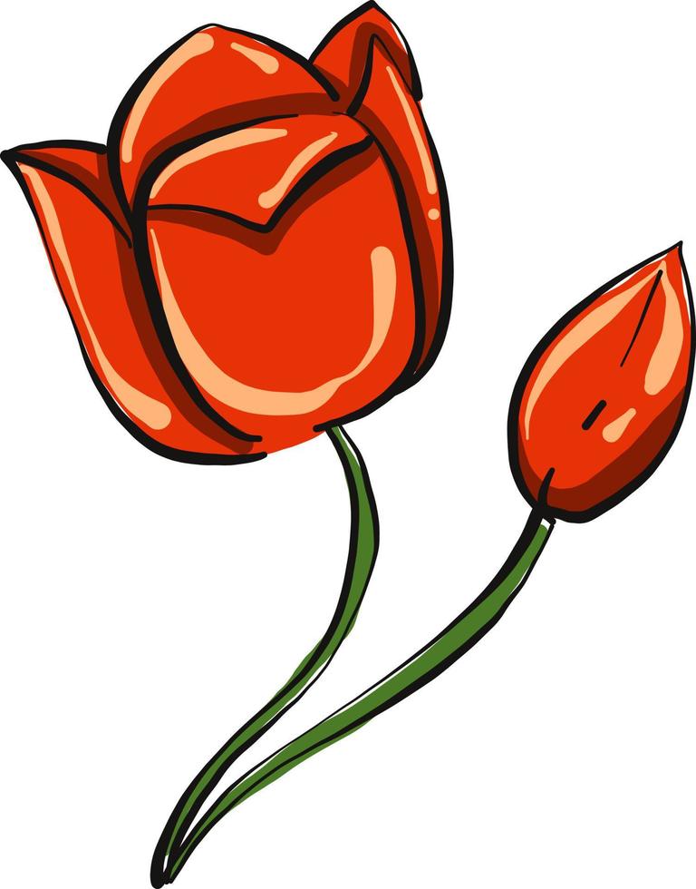flor de amapola, ilustración, vector sobre fondo blanco