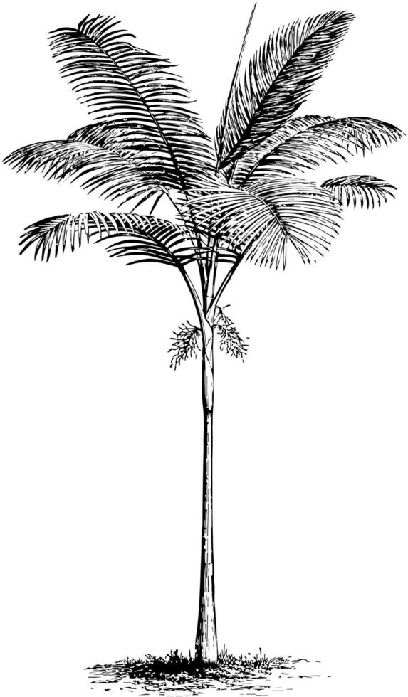 Ptychosperma Cunninghamiana vintage illustration. vector