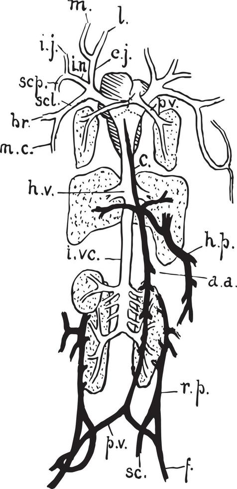 Frog Venous System, vintage illustration vector