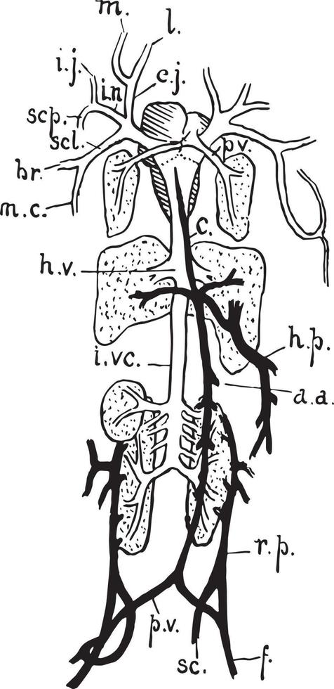 sistema venoso de rana, ilustración vintage vector