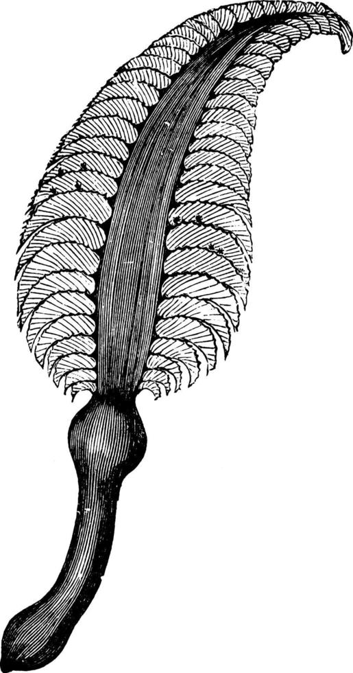 Sea pen, vintage illustration. vector