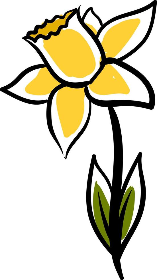 Daffodil drawing, illustration, vector on white background.