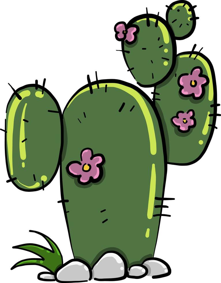 Green cactus , illustration, vector on white background