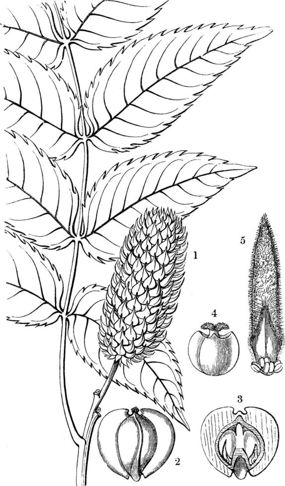 Platycarya vintage illustration. vector