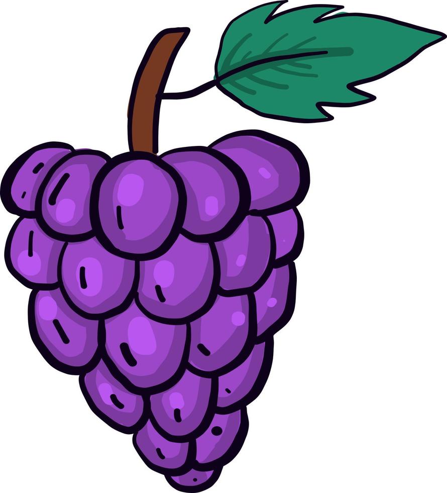 uvas gordas, ilustración, vector sobre fondo blanco