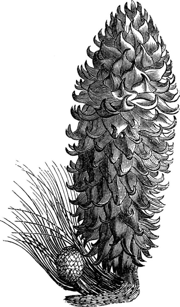 cono de pinus coulteri ilustración vintage. vector