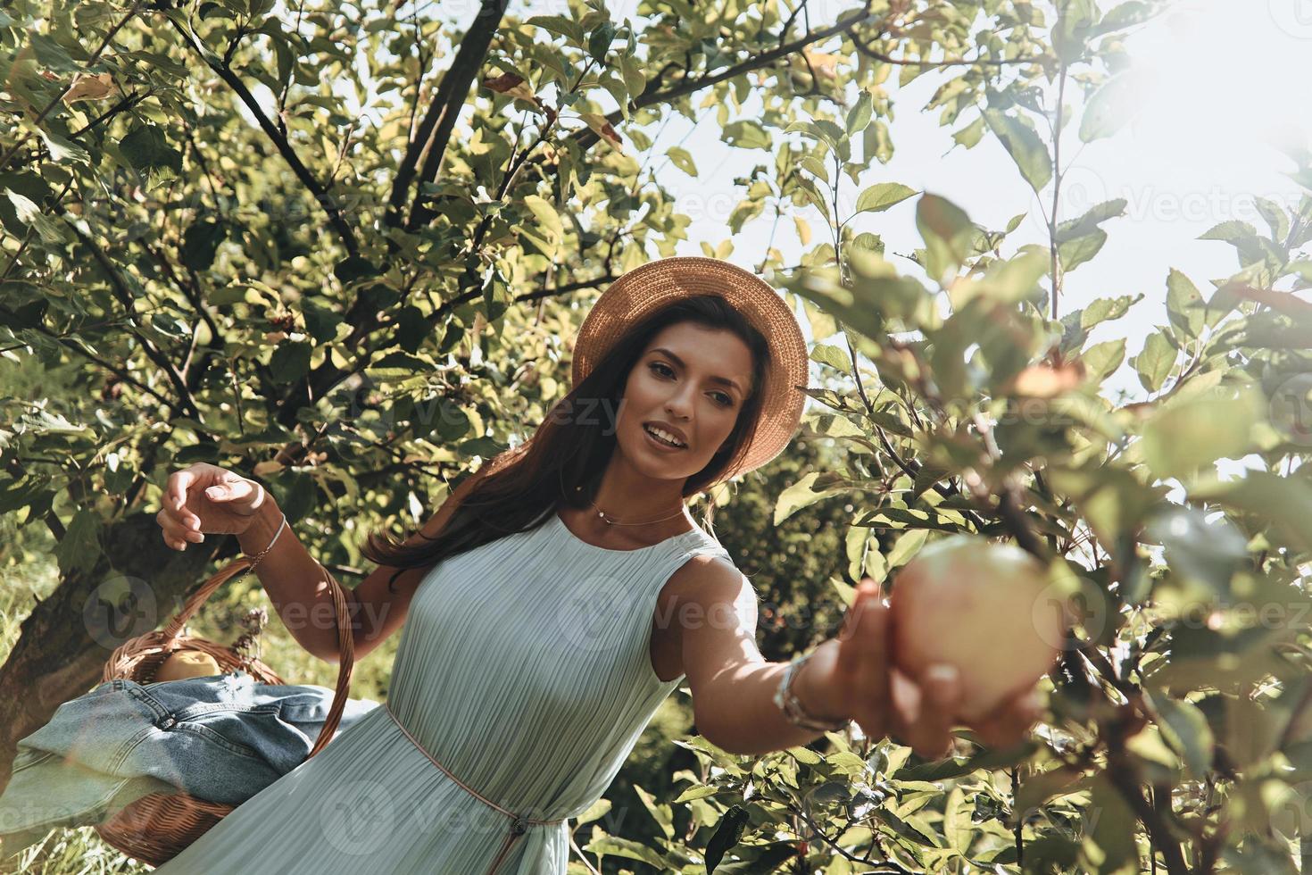 Fresh apples. Attractive young woman picking apples and smiling while standing in garden photo