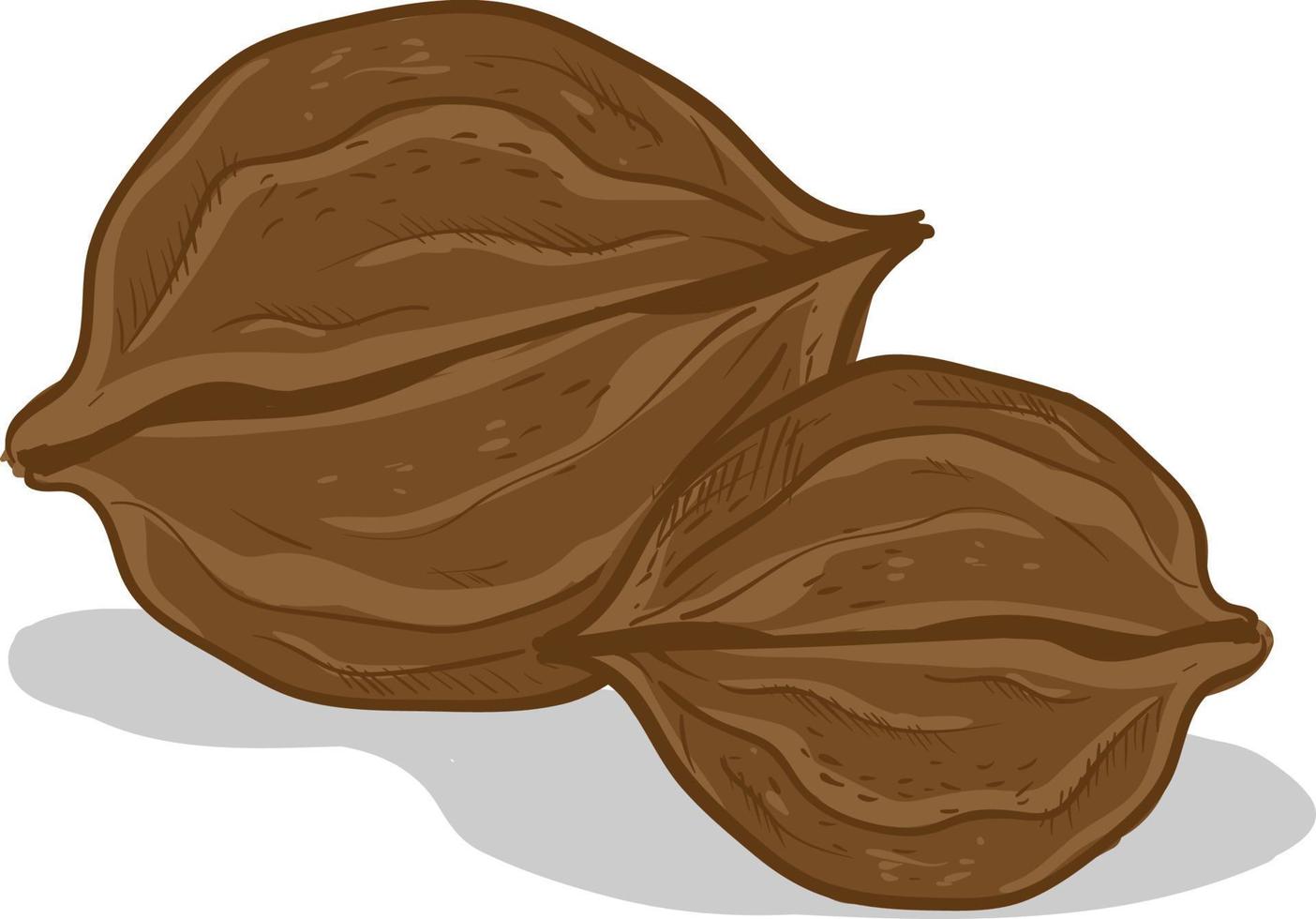 A pair walnuts, illustration, vector on white background.