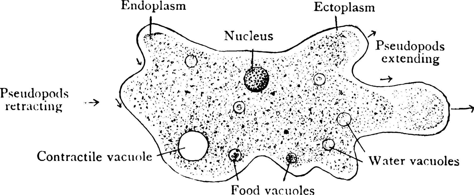 Amoeba, vintage illustration. vector