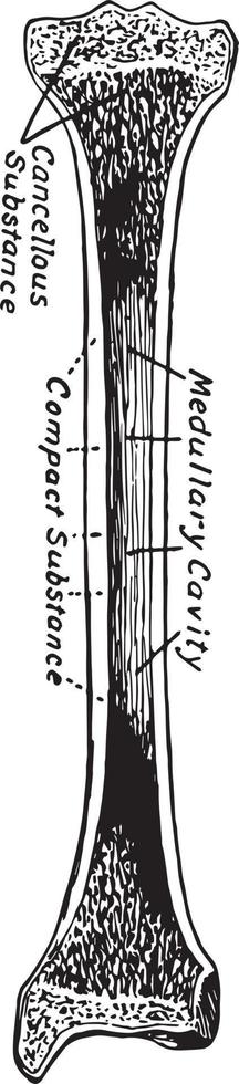 Structure of a Long Bone, vintage illustration. vector