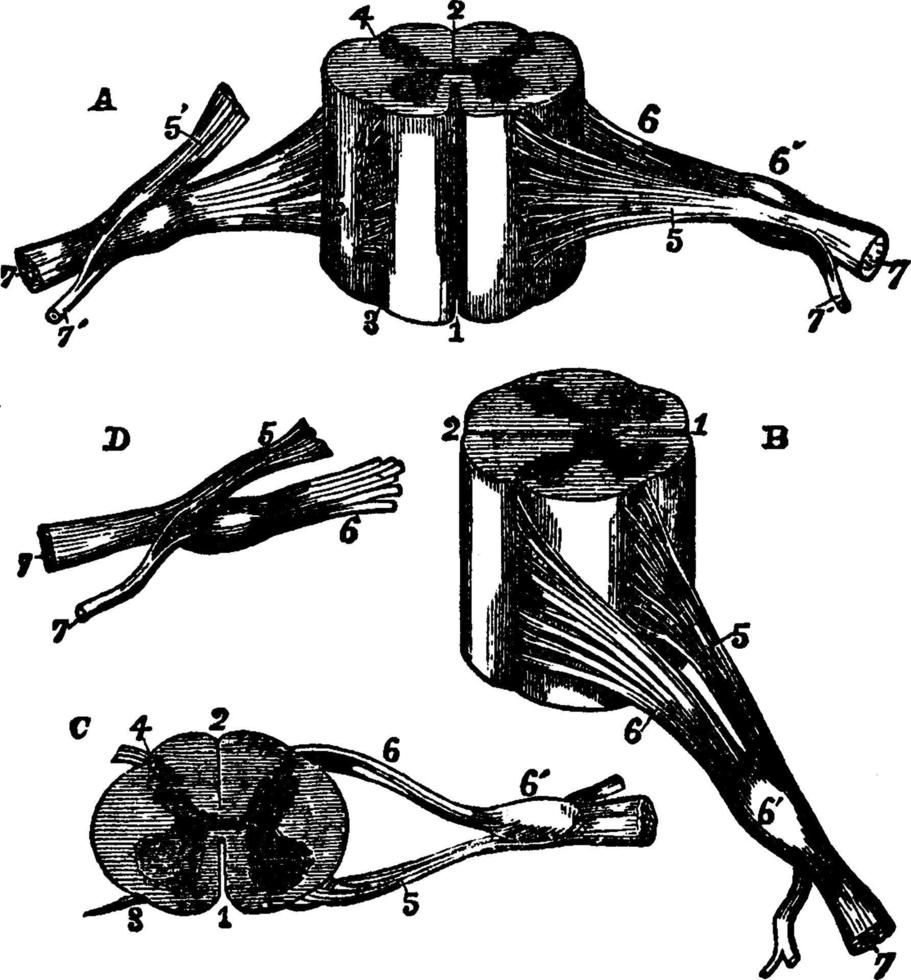 Different View of the Spinal Cord, vintage illustration vector