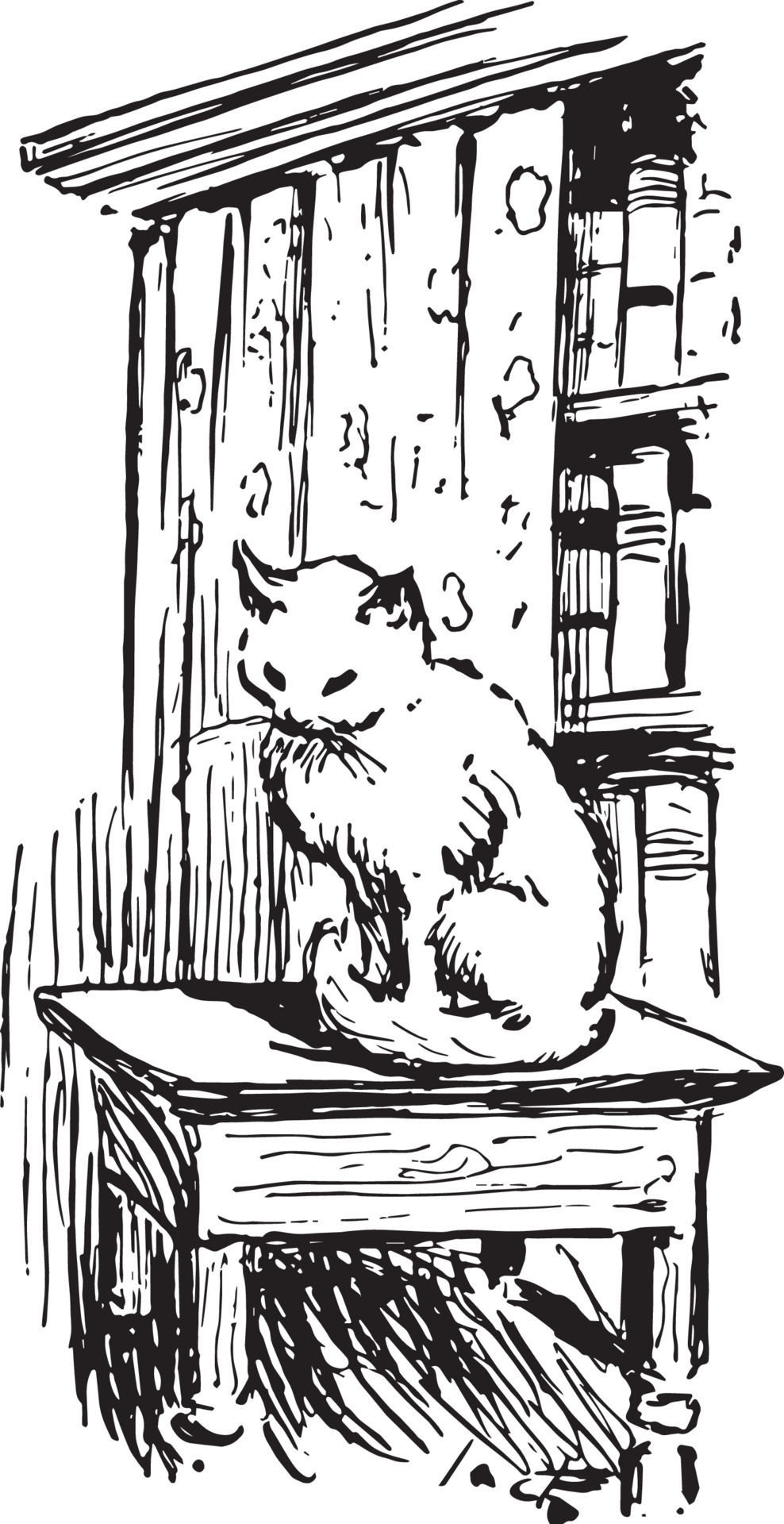 Cat sitting on the table hotsell