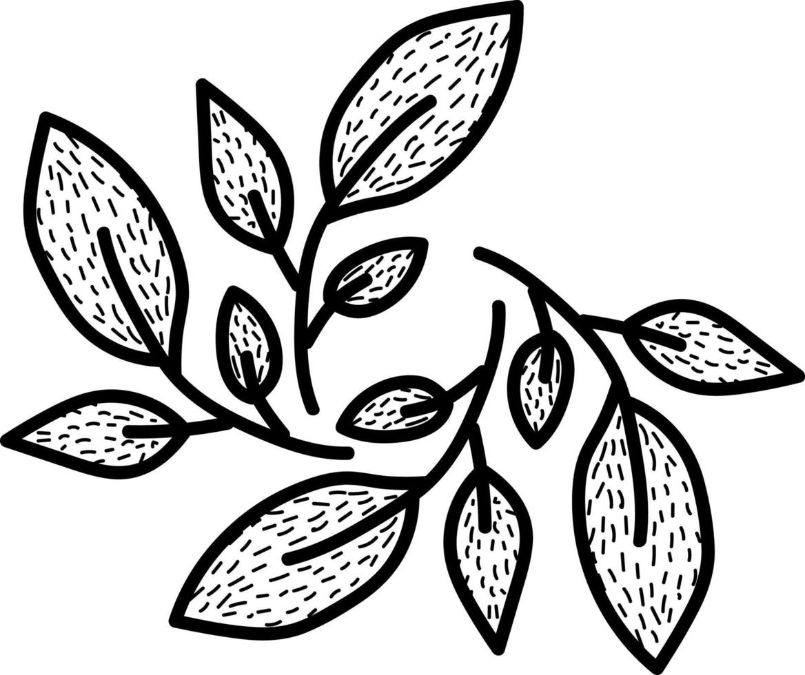 hojas decorativas, ilustración, vector sobre fondo blanco.