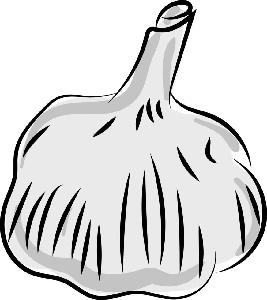 Fresh garlic, illustration, vector on white background.