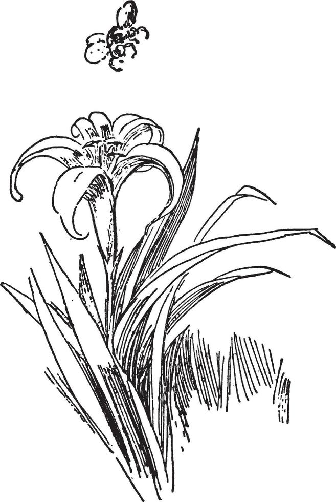 Lily vintage illustration. vector