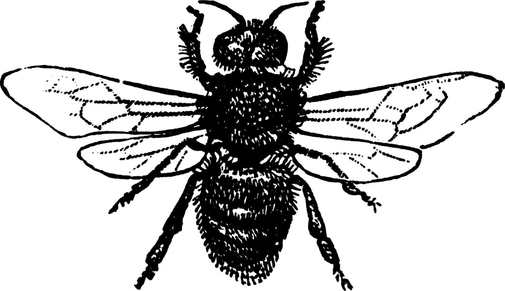 Drone Bee, vintage illustration vector