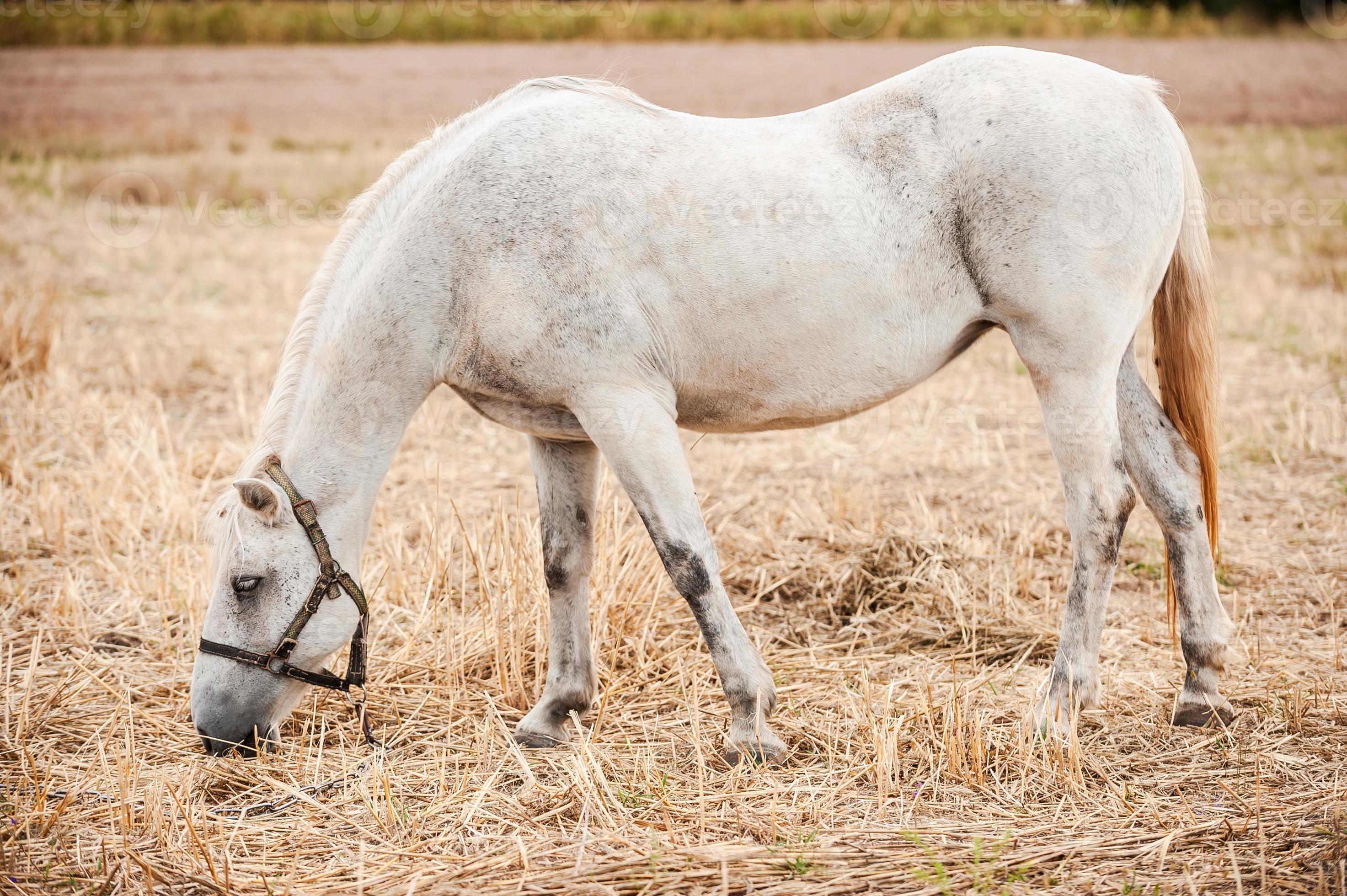 Why Are People Secretly Eating Hay? - ggd93b9
