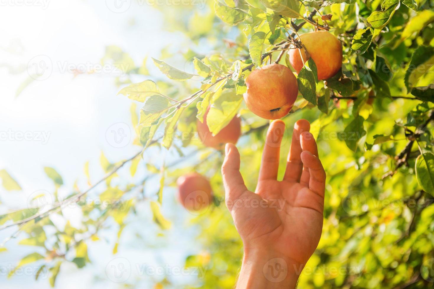 The most juicy and ripe. Close-up of man stretching out hand to apple while standing in the garden photo