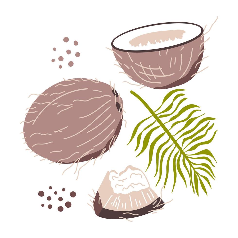 Coconut. Tropical fruit. Branch of palm. Vector illustration