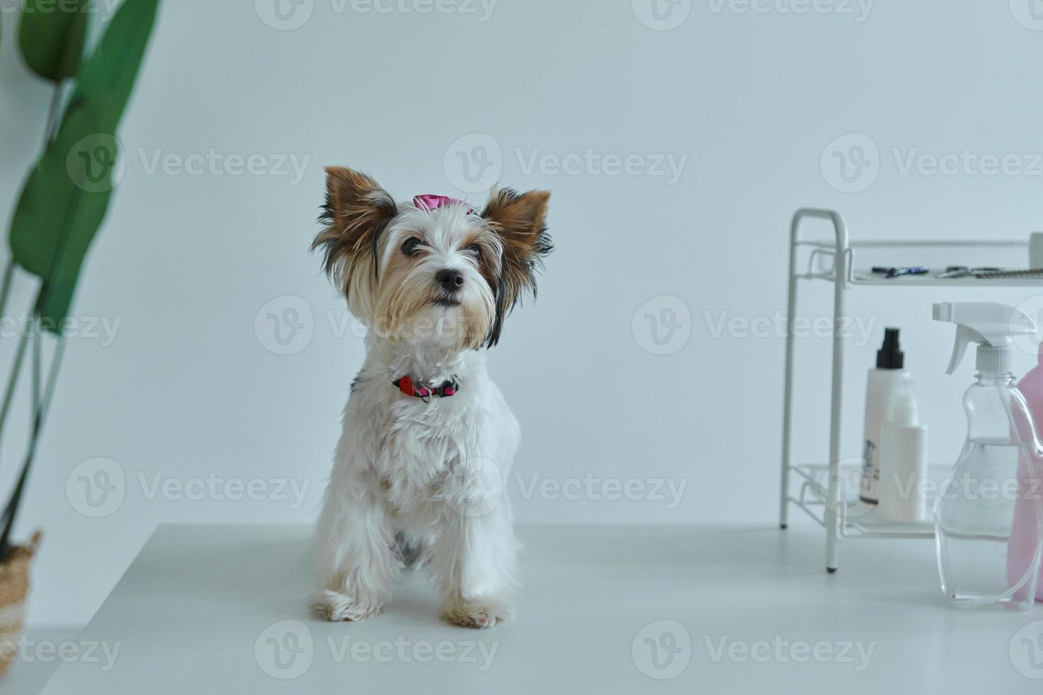 Cute little dog sitting on the table at the grooming salon photo