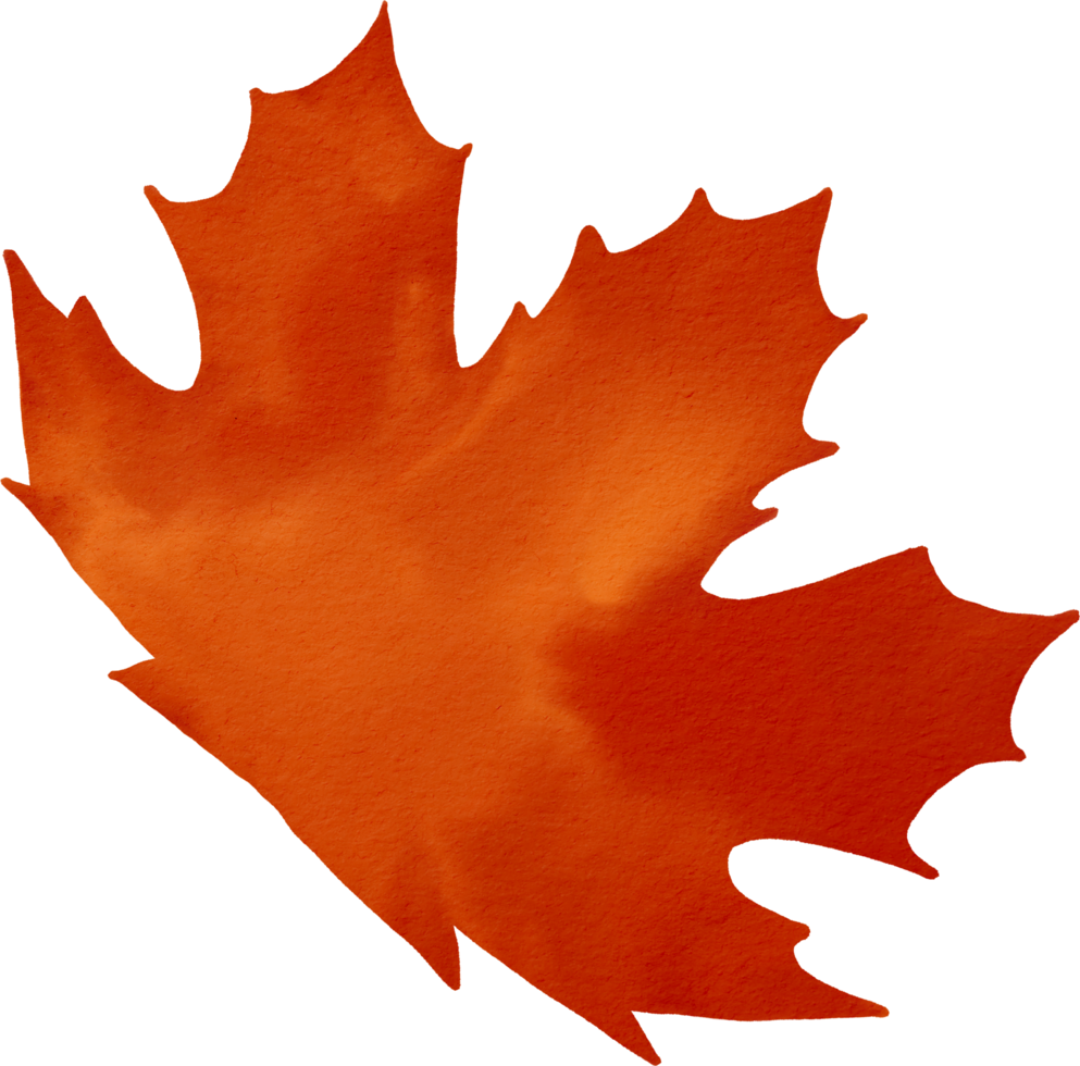 Maple leaf watercolour png