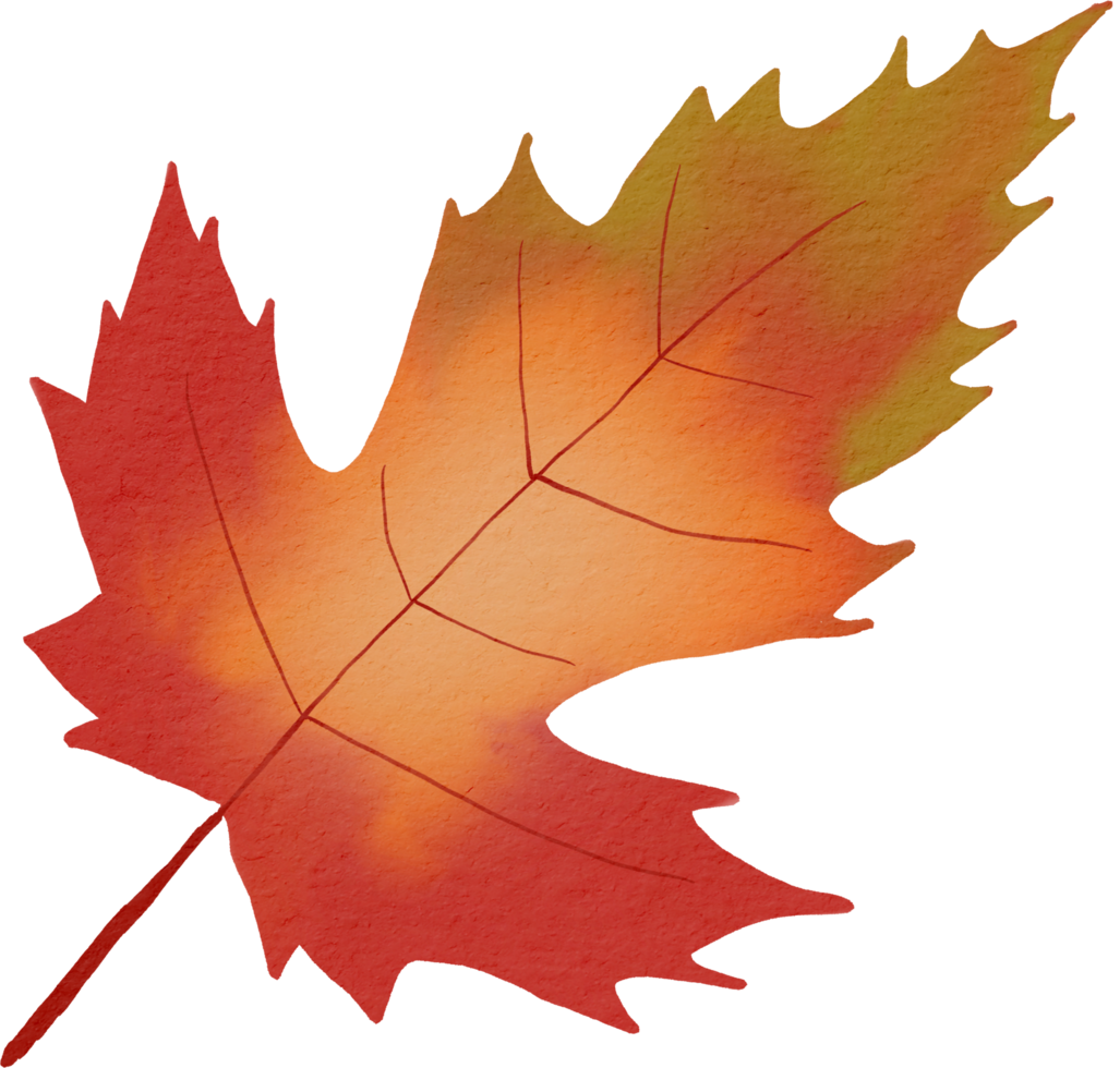 Maple leaf watercolour png