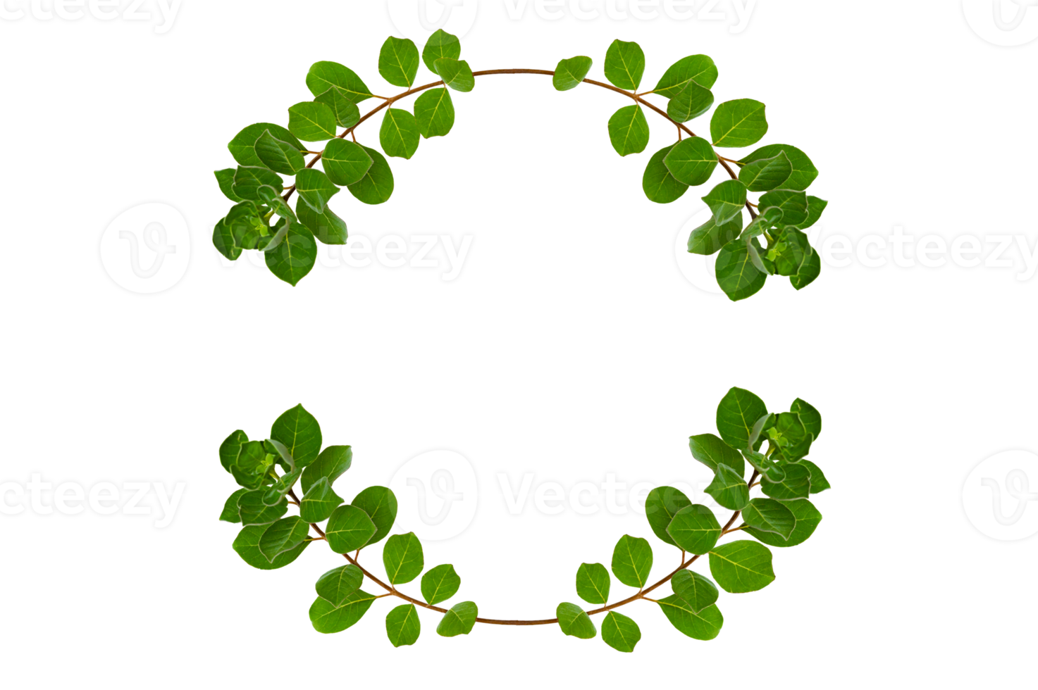 leaf vine circle Isolate on transparent background PNG file