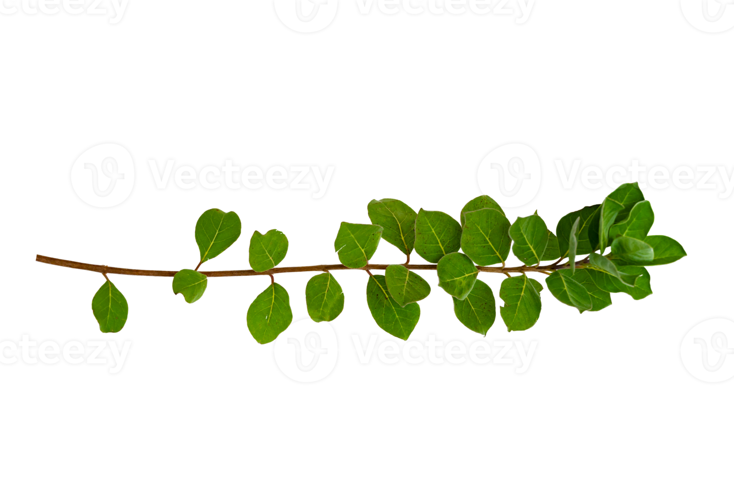 leaf vine Isolate on transparent background PNG file