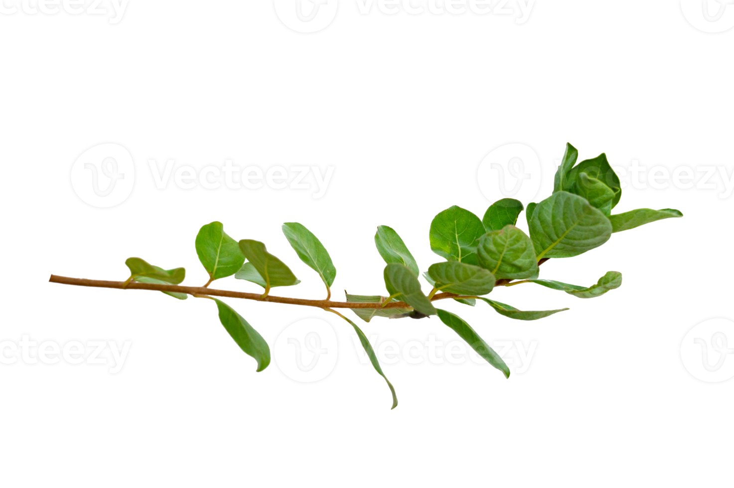 leaf vine Isolate on transparent background PNG file