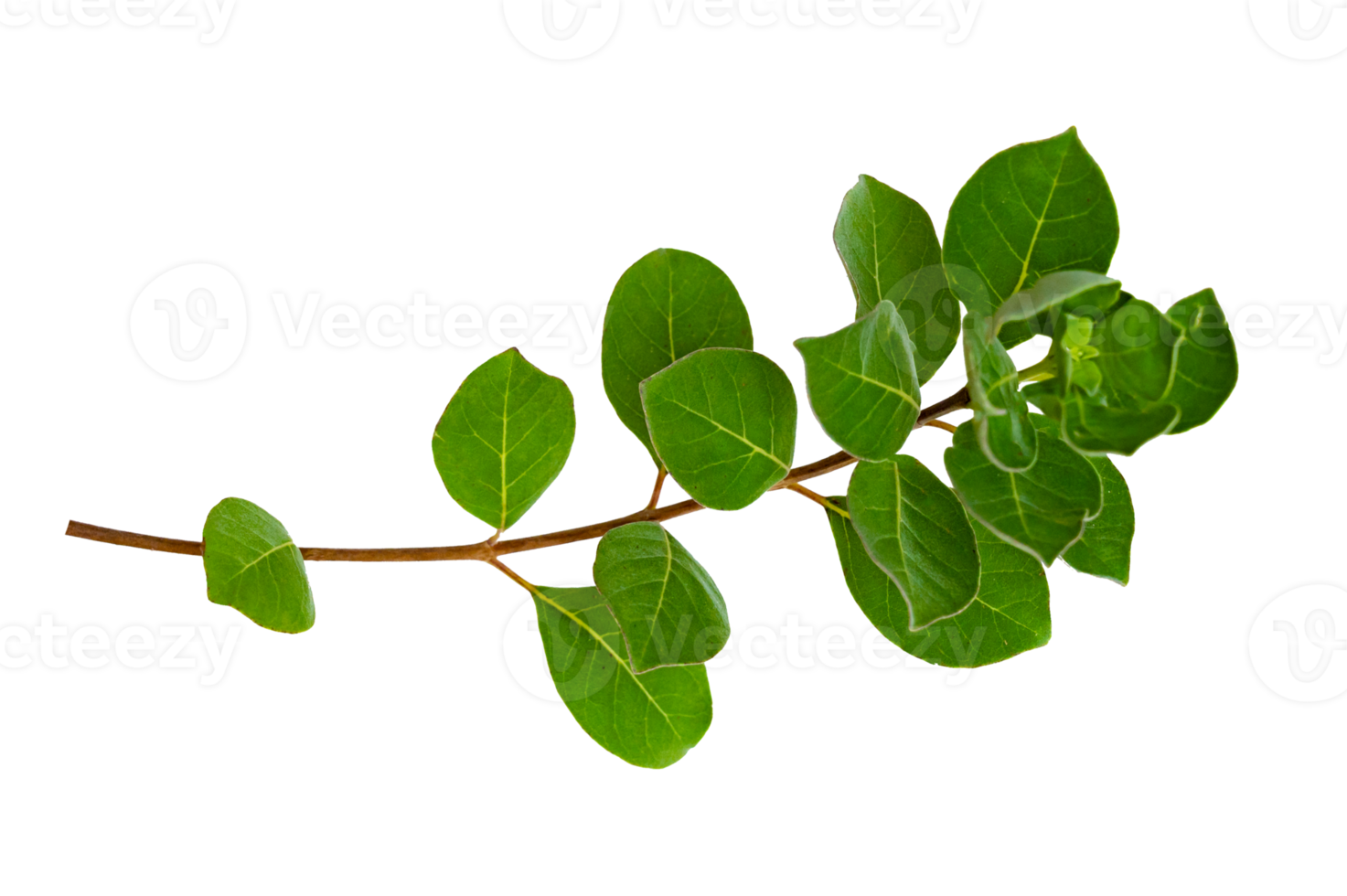 leaf vine Isolate on transparent background PNG file