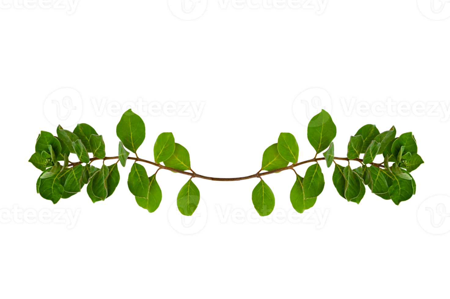 leaf vine Isolate on transparent background PNG file