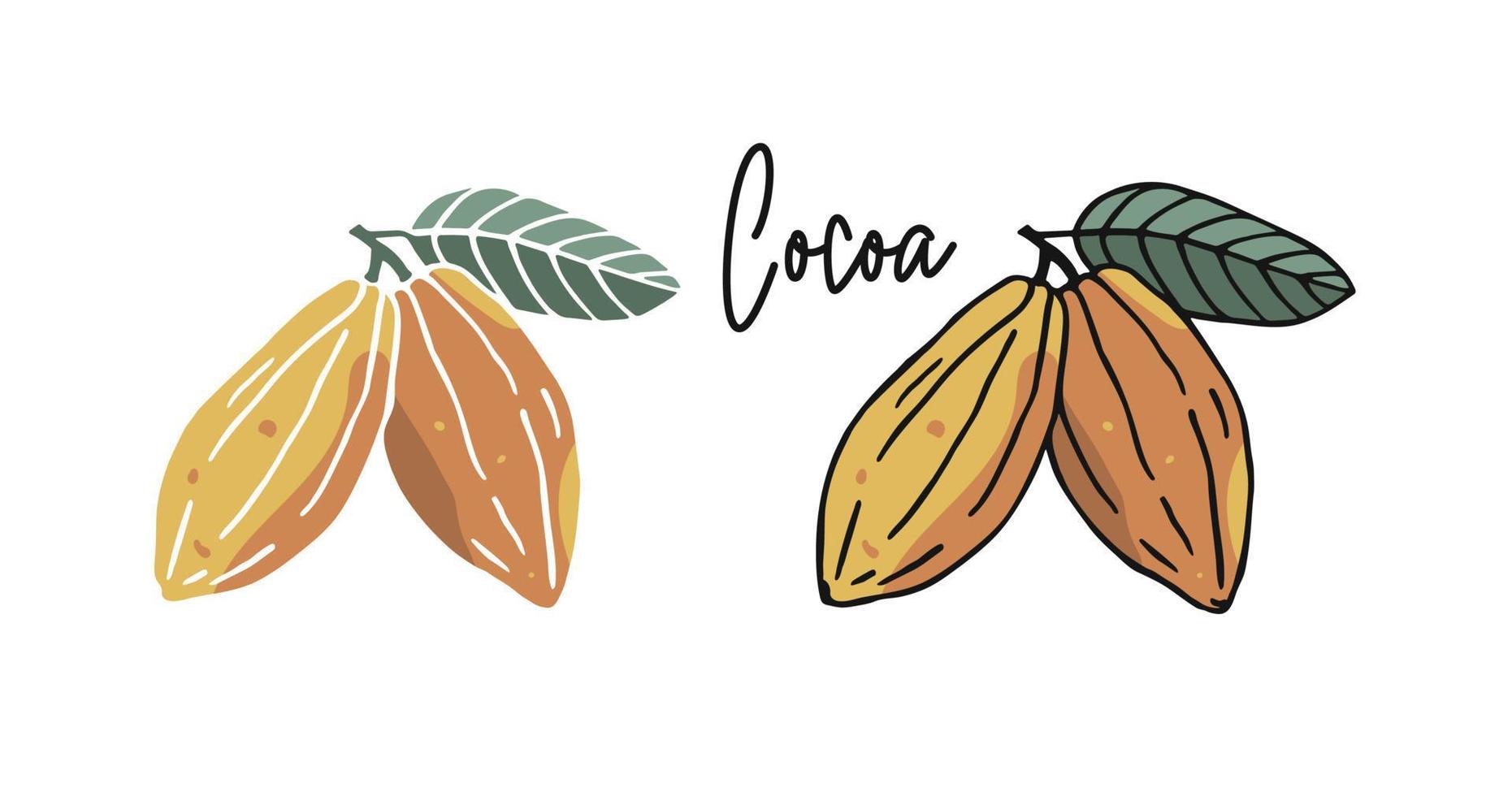 dibujado a mano ilustración plana de granos de cacao en dos versiones vector