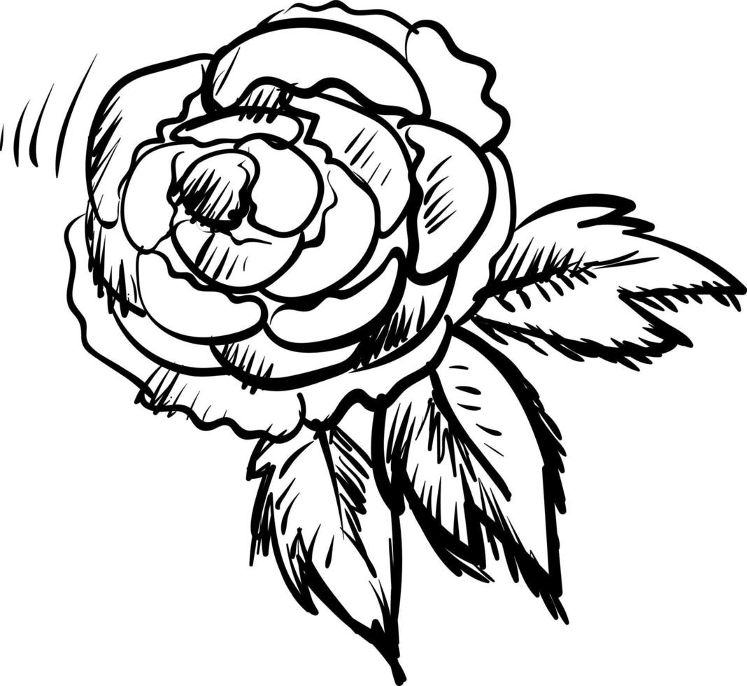 Peony sketch, illustration, vector on white background.