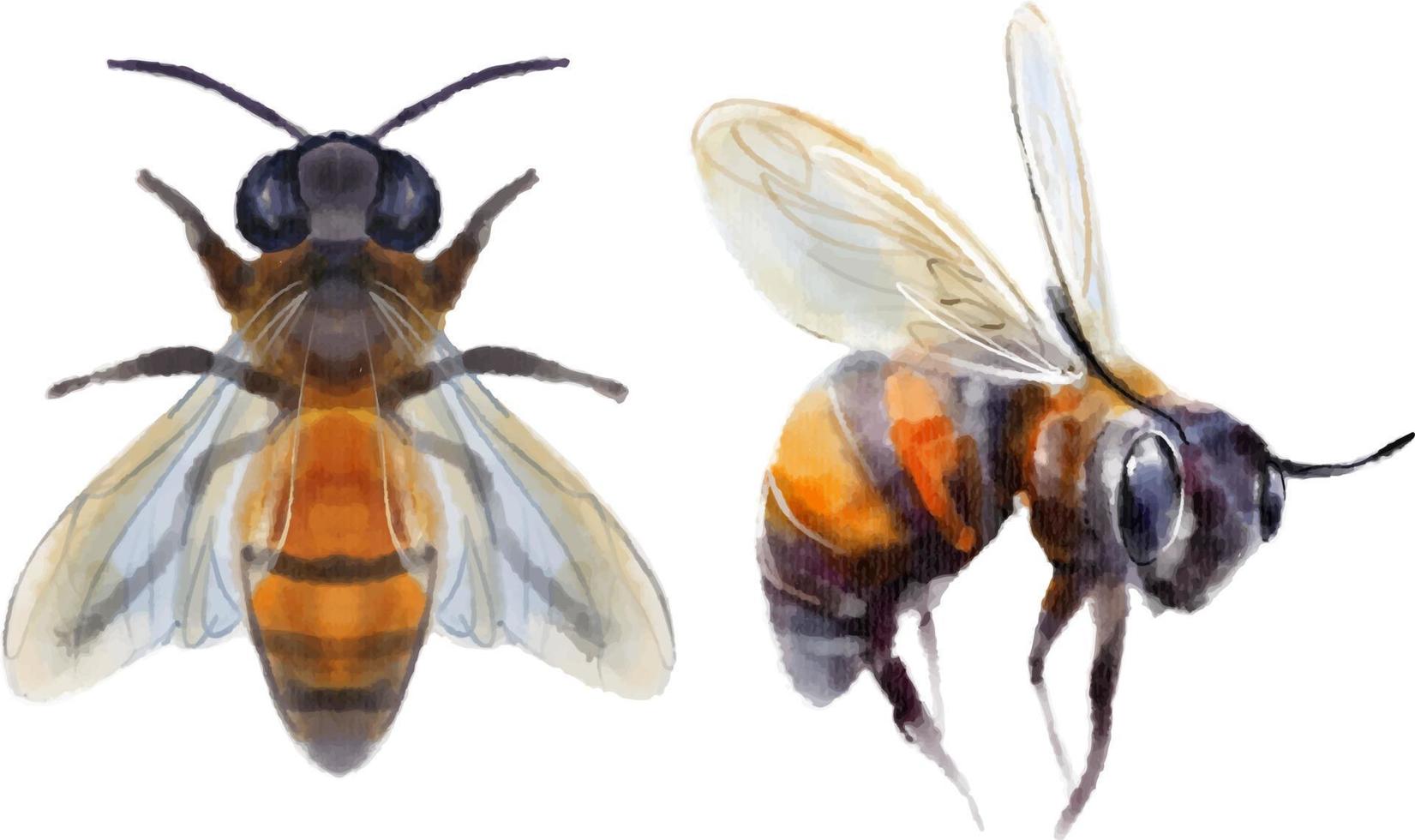 Honeybee watercolor color vector drawing. Honey theme.