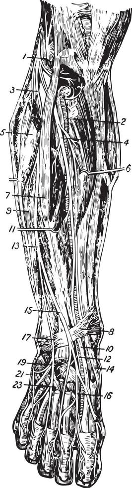 Front of Leg, vintage illustration vector