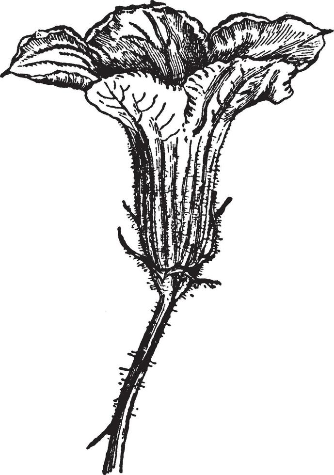 Hubbard Squash vintage illustration. vector